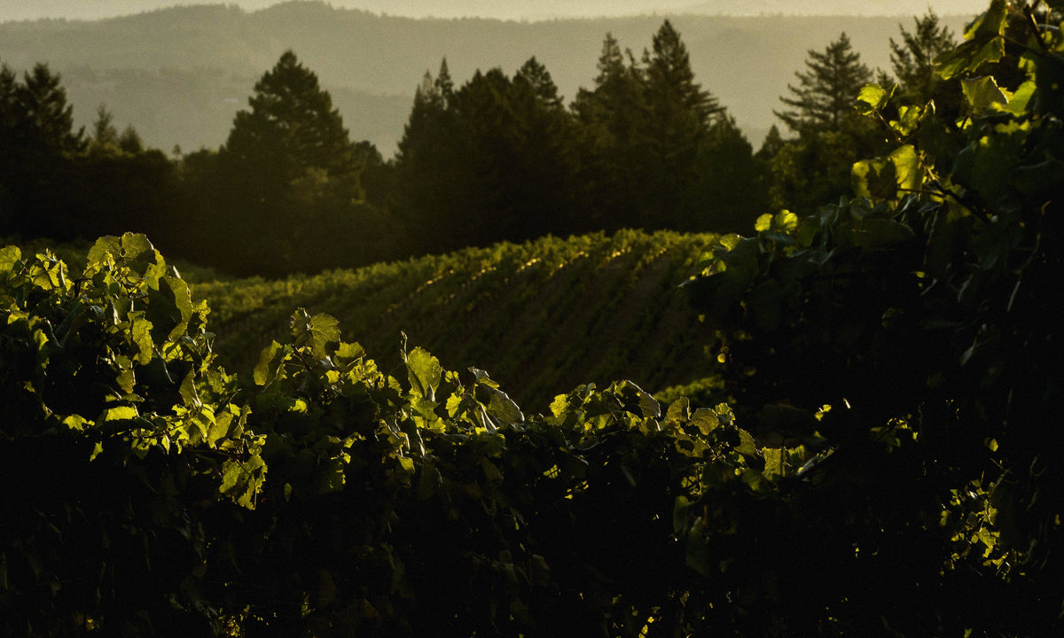Pilcrow Napa Valley