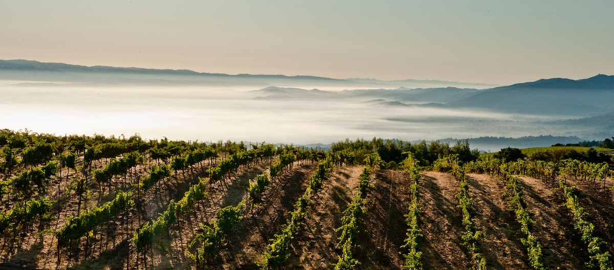 Above The Clouds Wine Collection