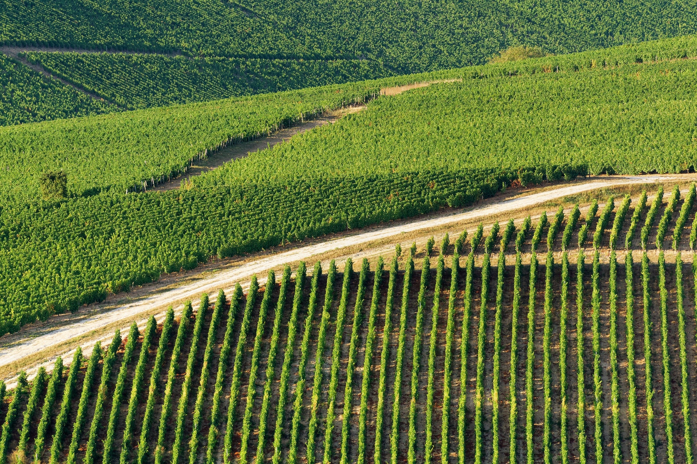 Sauvignon Blanc Wine Collection
