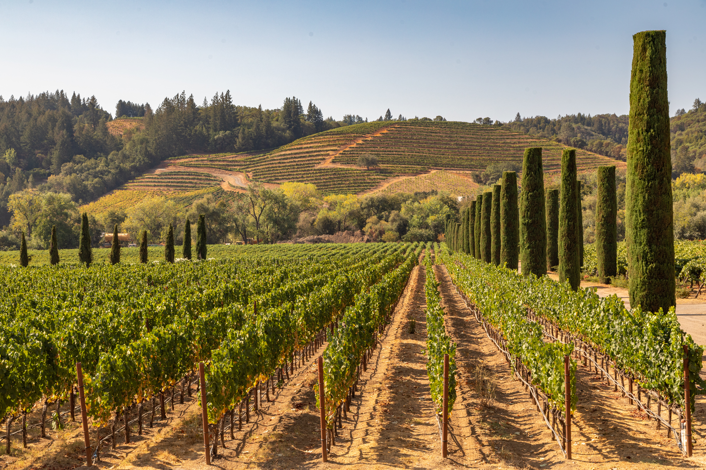 Sonoma County Wine Collection