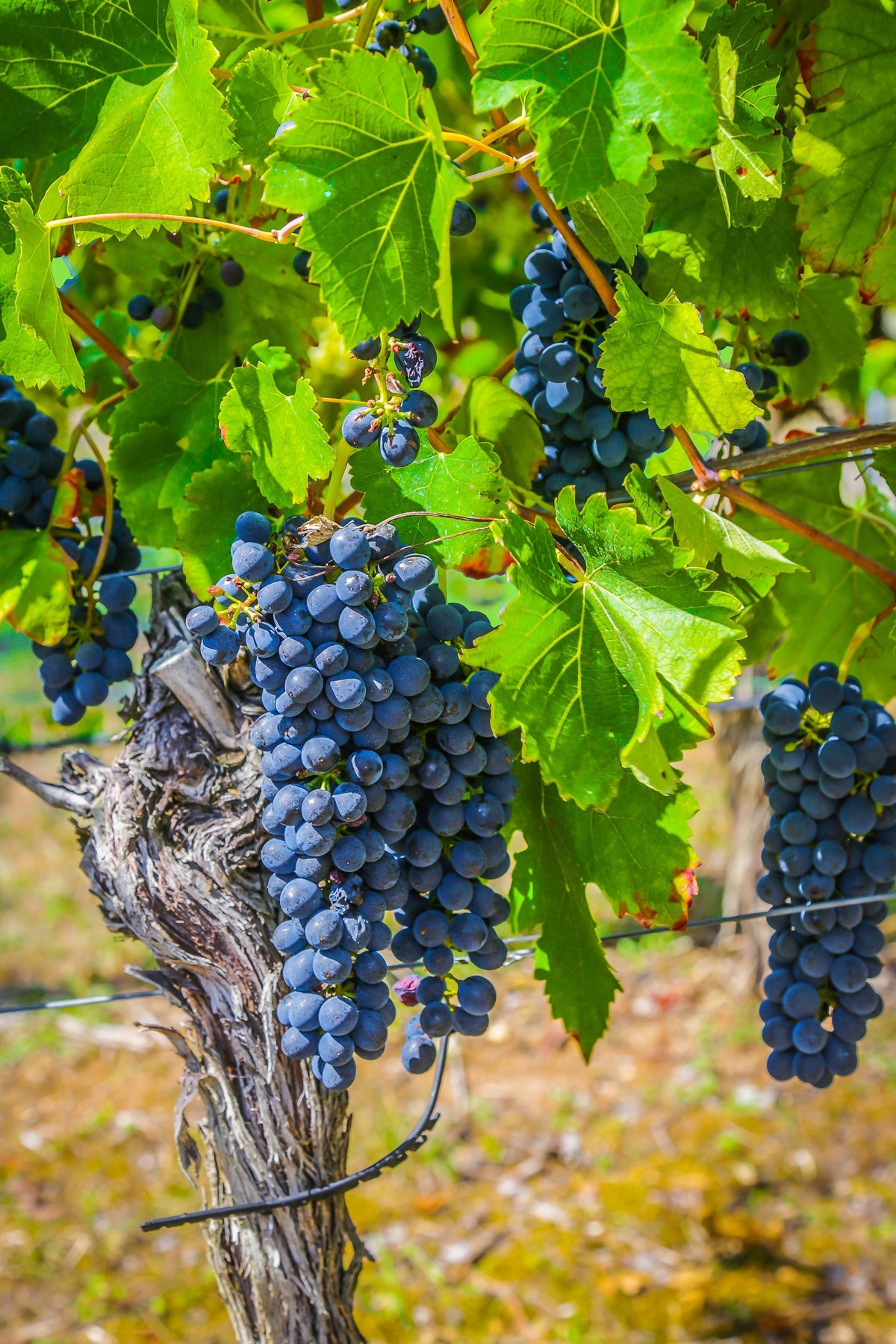 Malbec Wine Collection