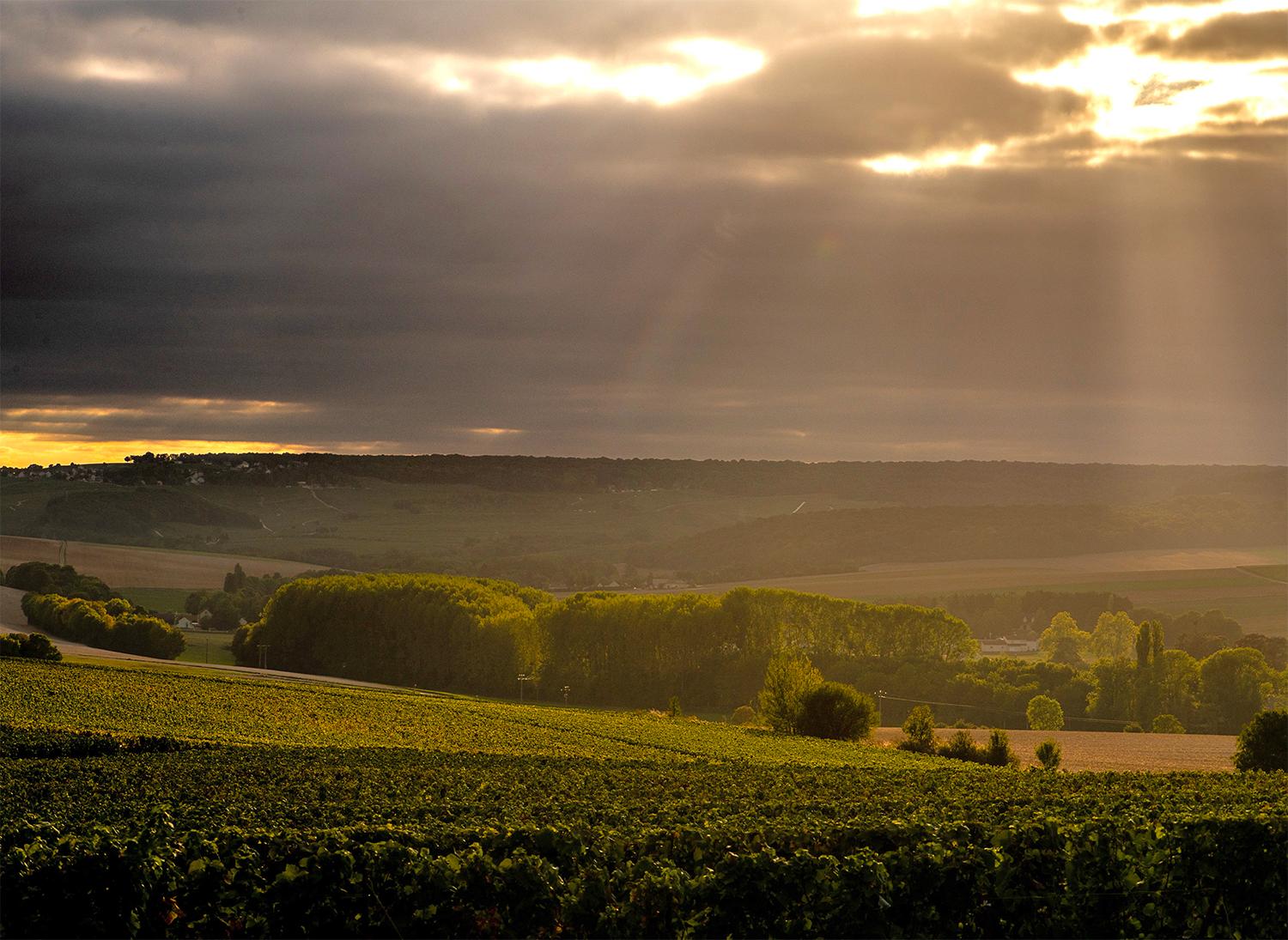 Jean Vesselle Champagne Vineyard