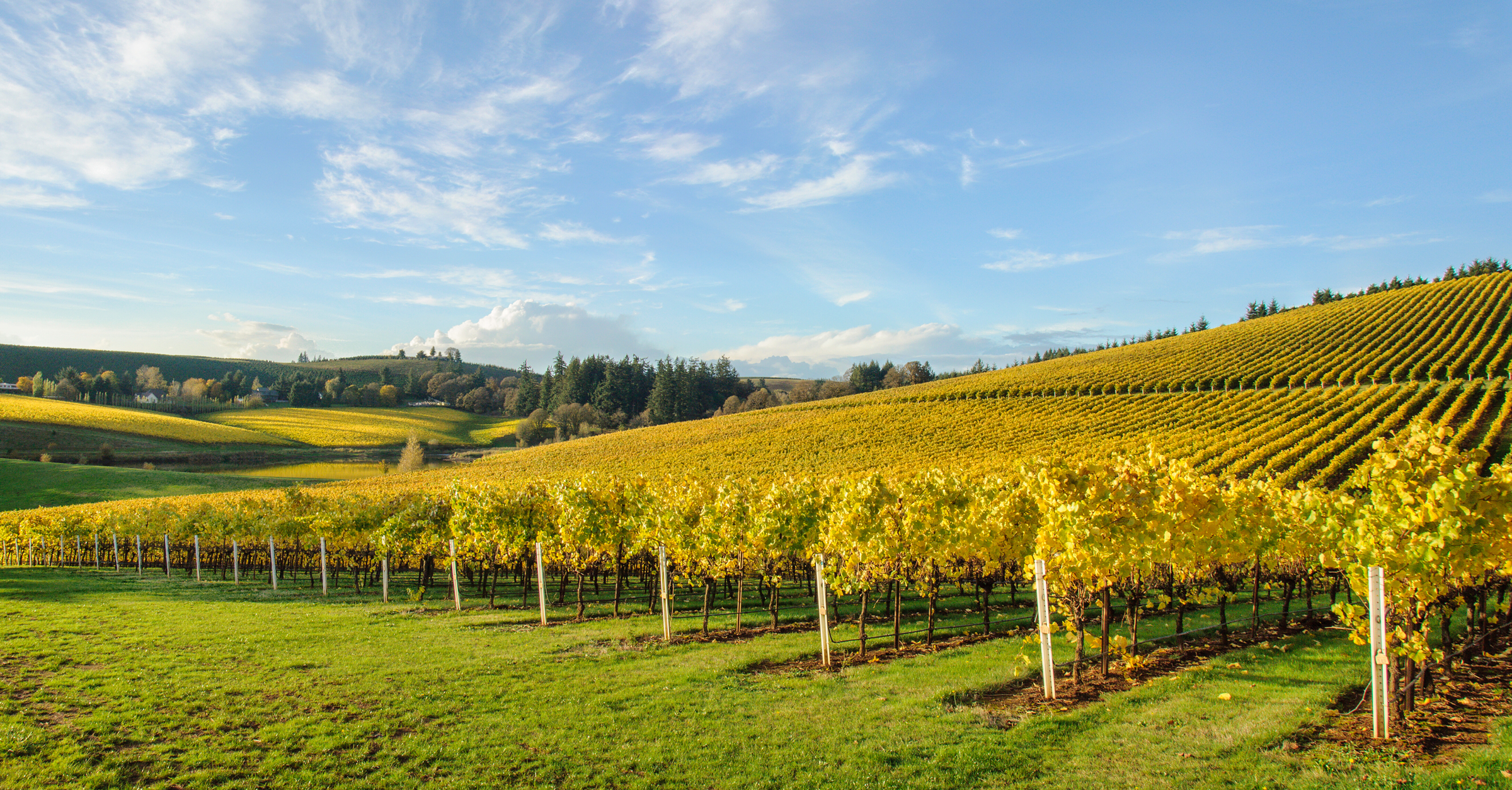 Ribbon Ridge Wine Collection