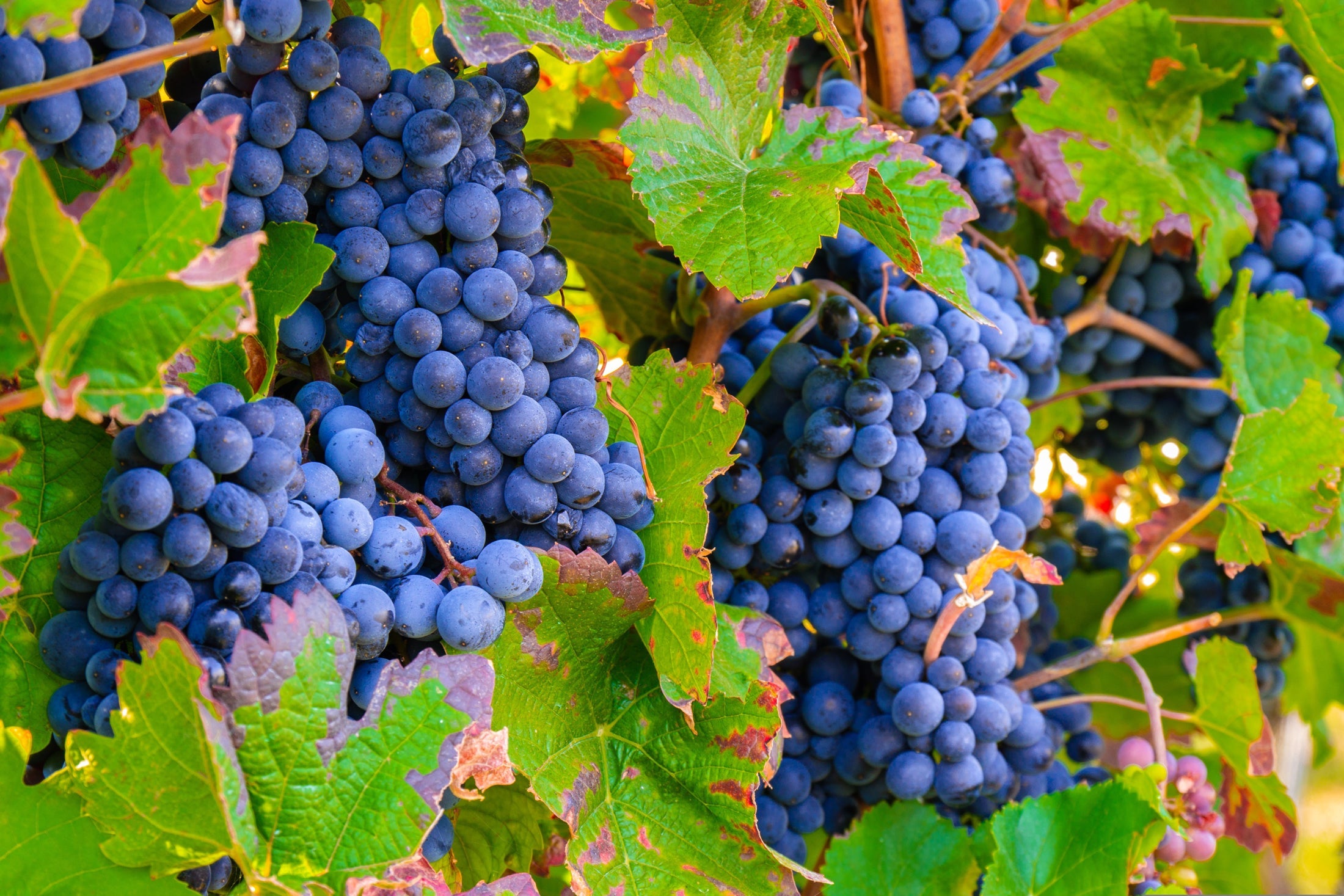 California Wine Collection
