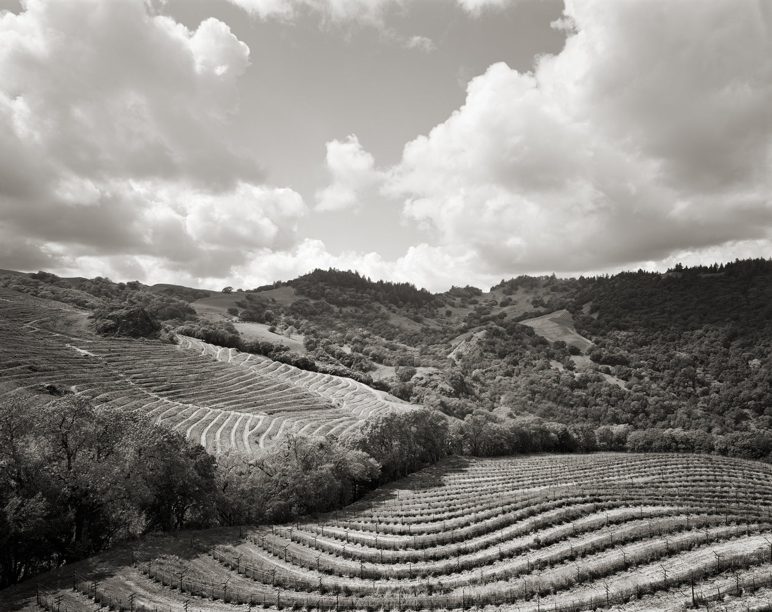 Napa Valley - Cabernet Sauvignon Wine Collection
