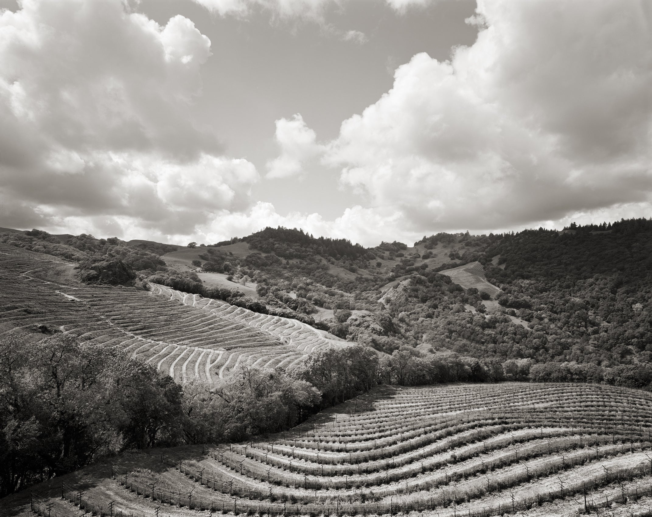 Napa Valley - Cabernet Sauvignon Wine Collection