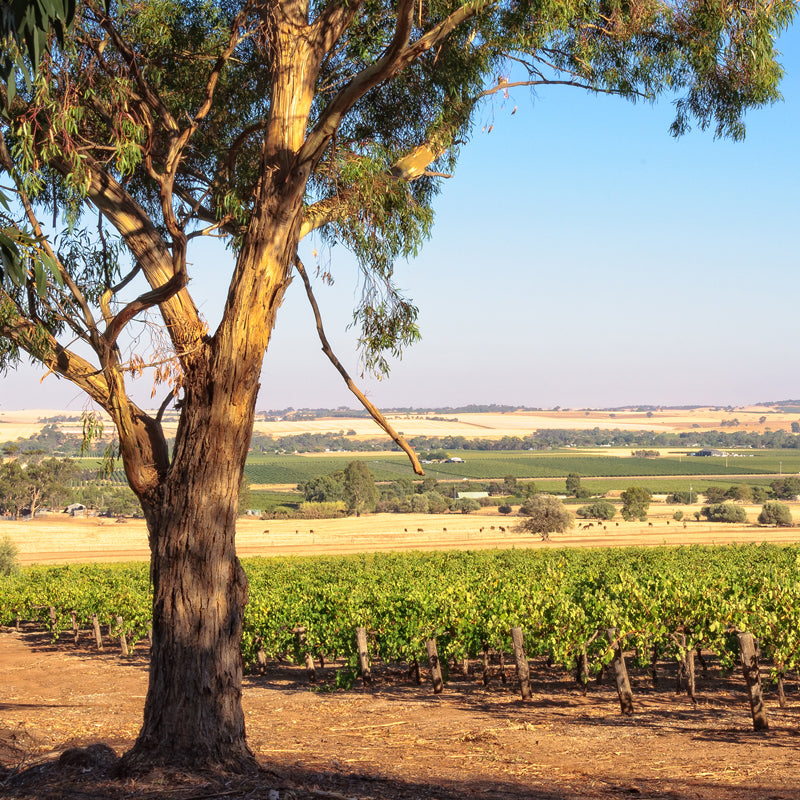 Barossa, Australia
