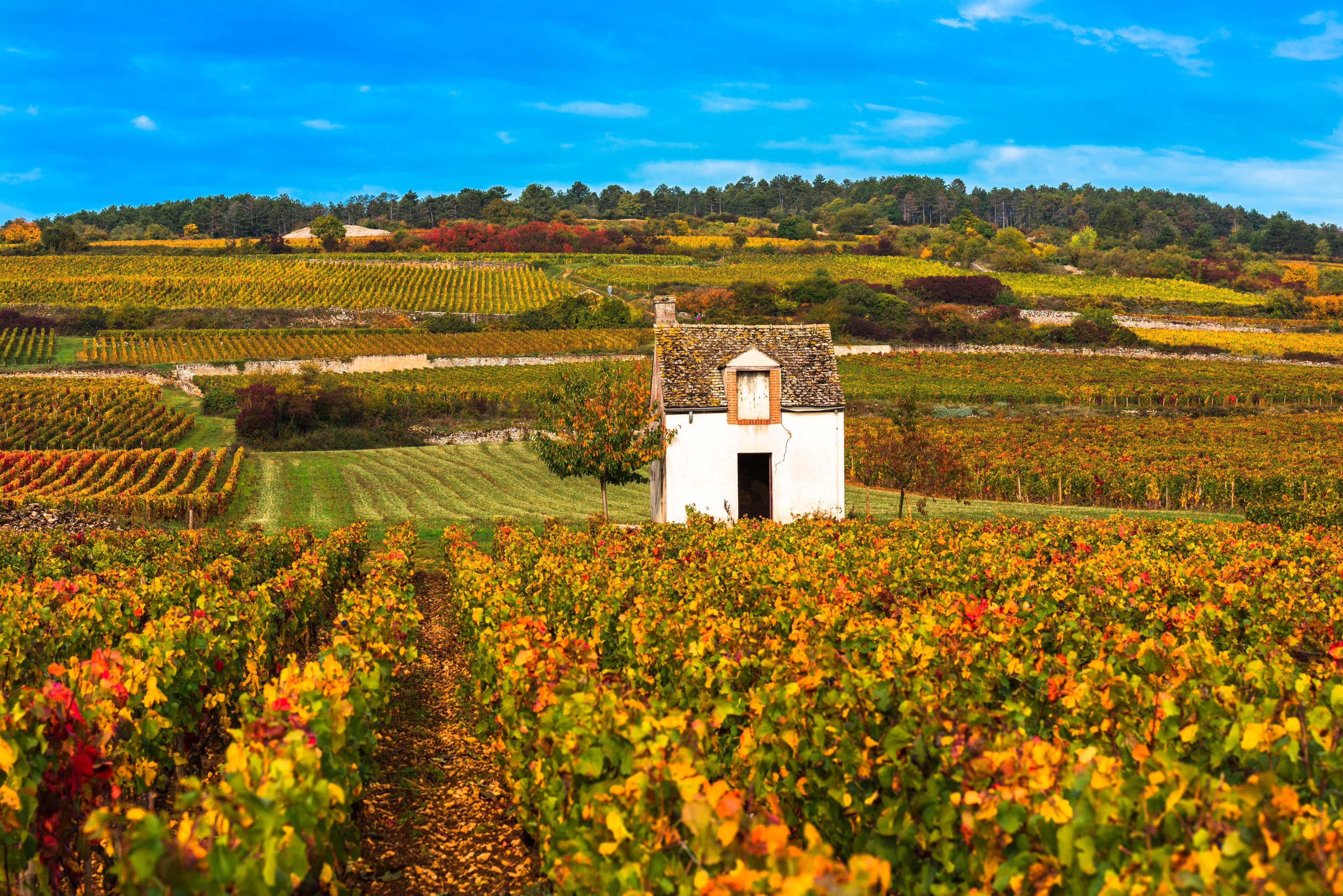 Small house in a vineyard with colorful autumn foliage and blue sky.