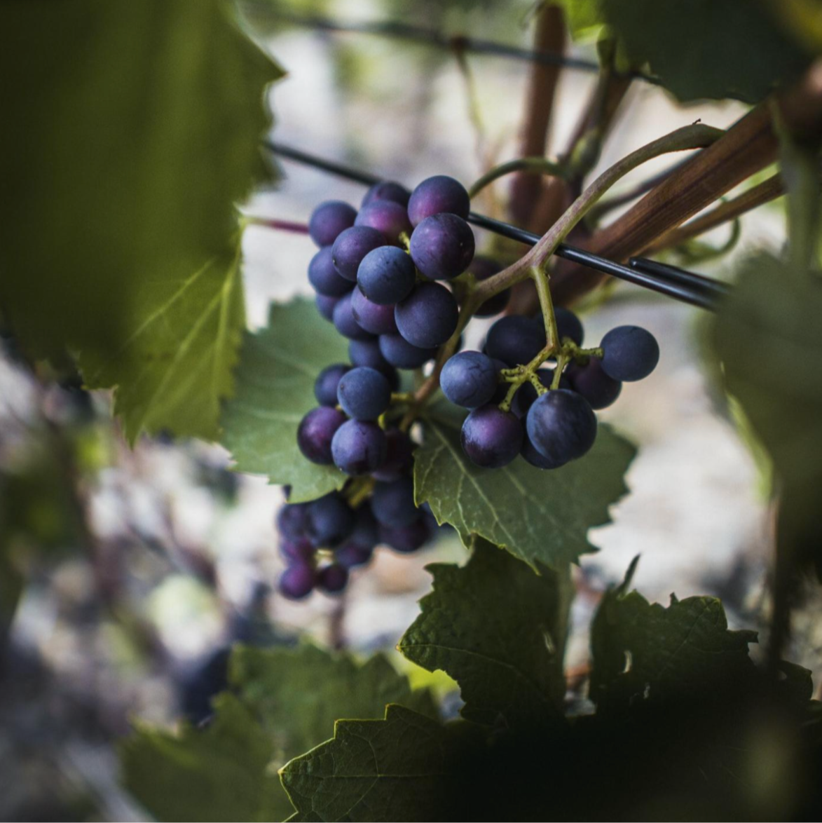 Cabernet Grape