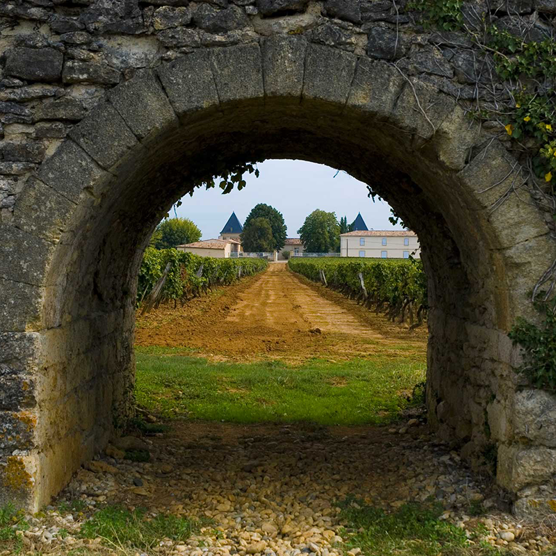 Château Climens Vineyard