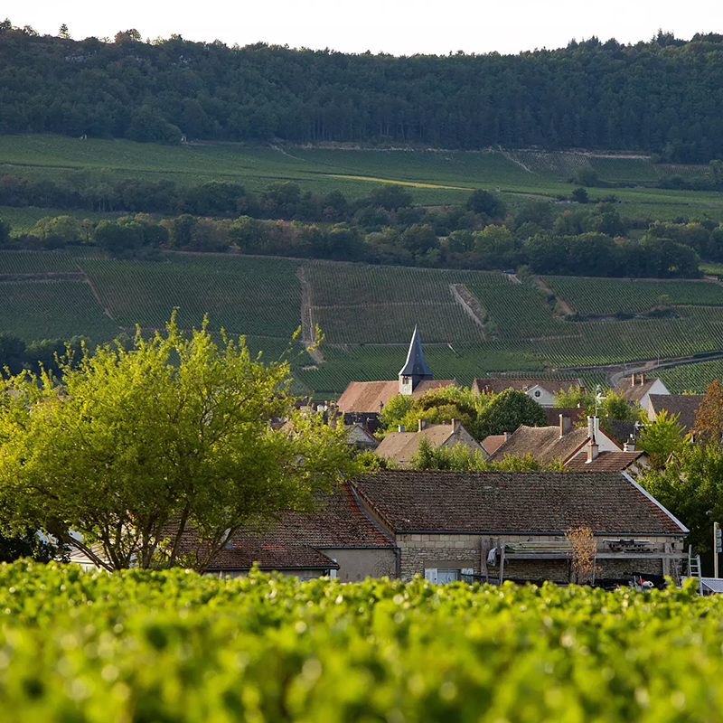 Domaine Leflaive Wines