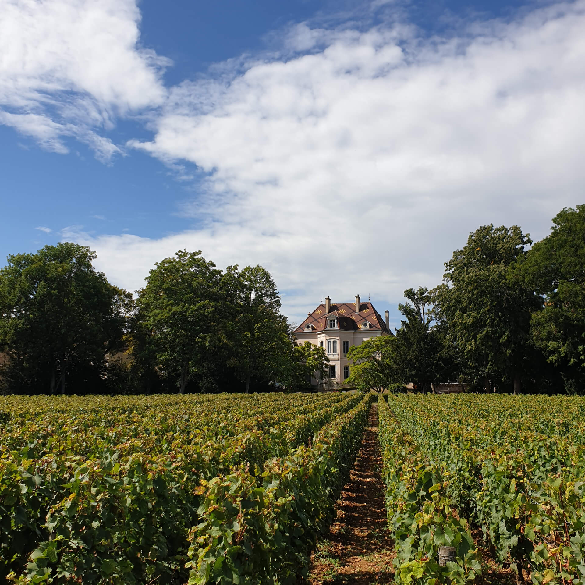 Dominique Lafon Burgundy Wine Family