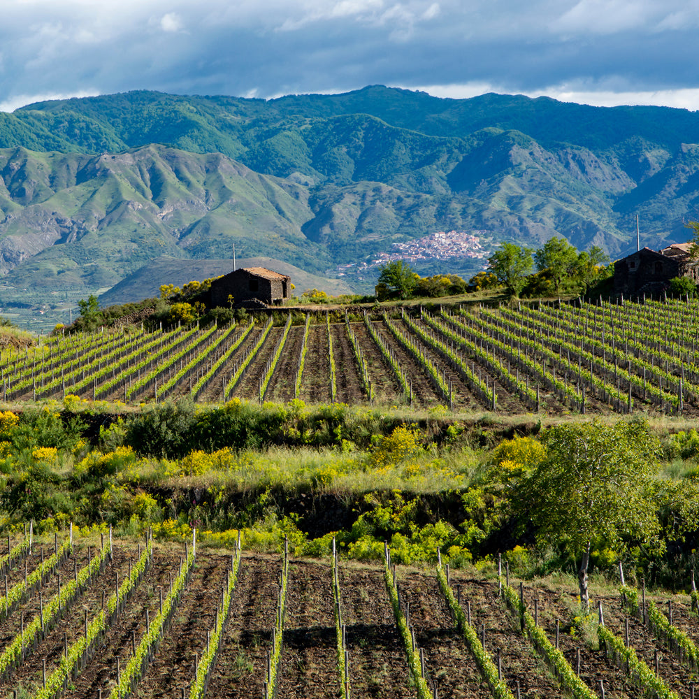 Sicily Italy Vineyards