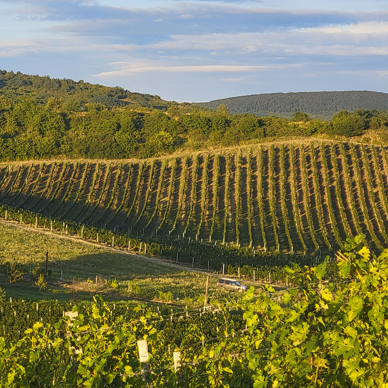 Galicia Spain vineyards