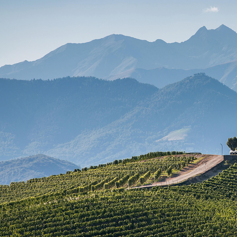 Giacomo Conterno Wines in Barolo