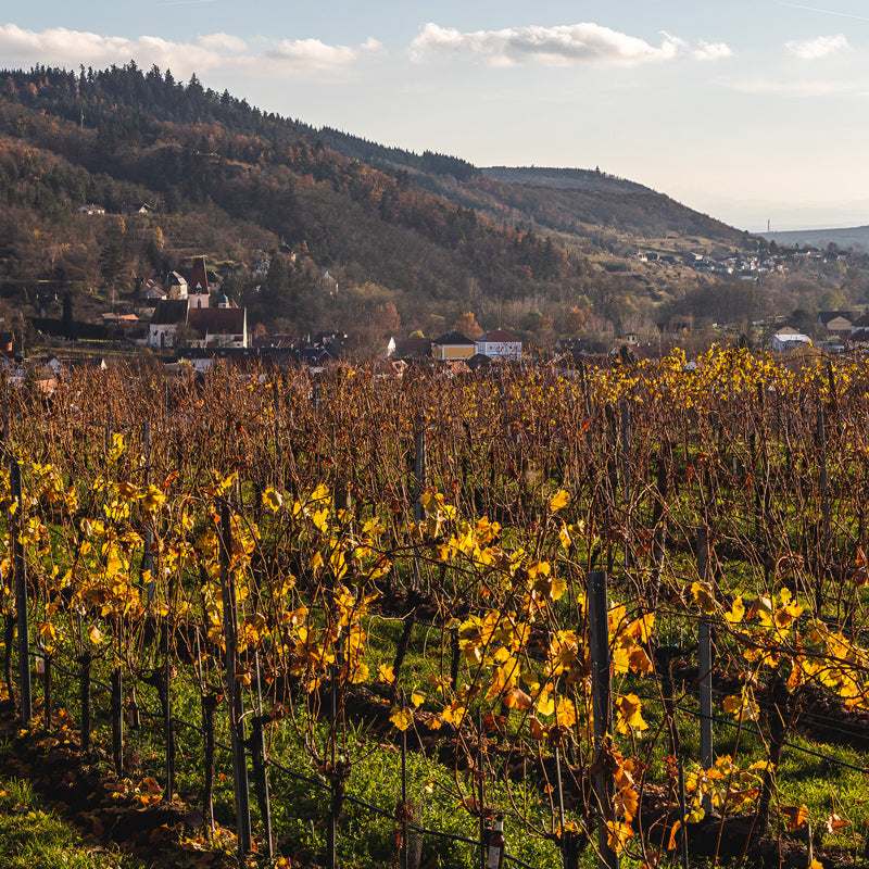 Kamptal, Austria Vineyards