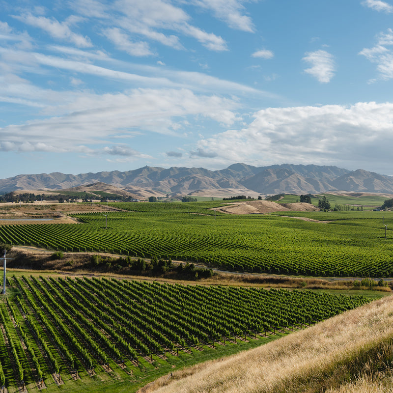 Marlborough, New Zealand Vineyards