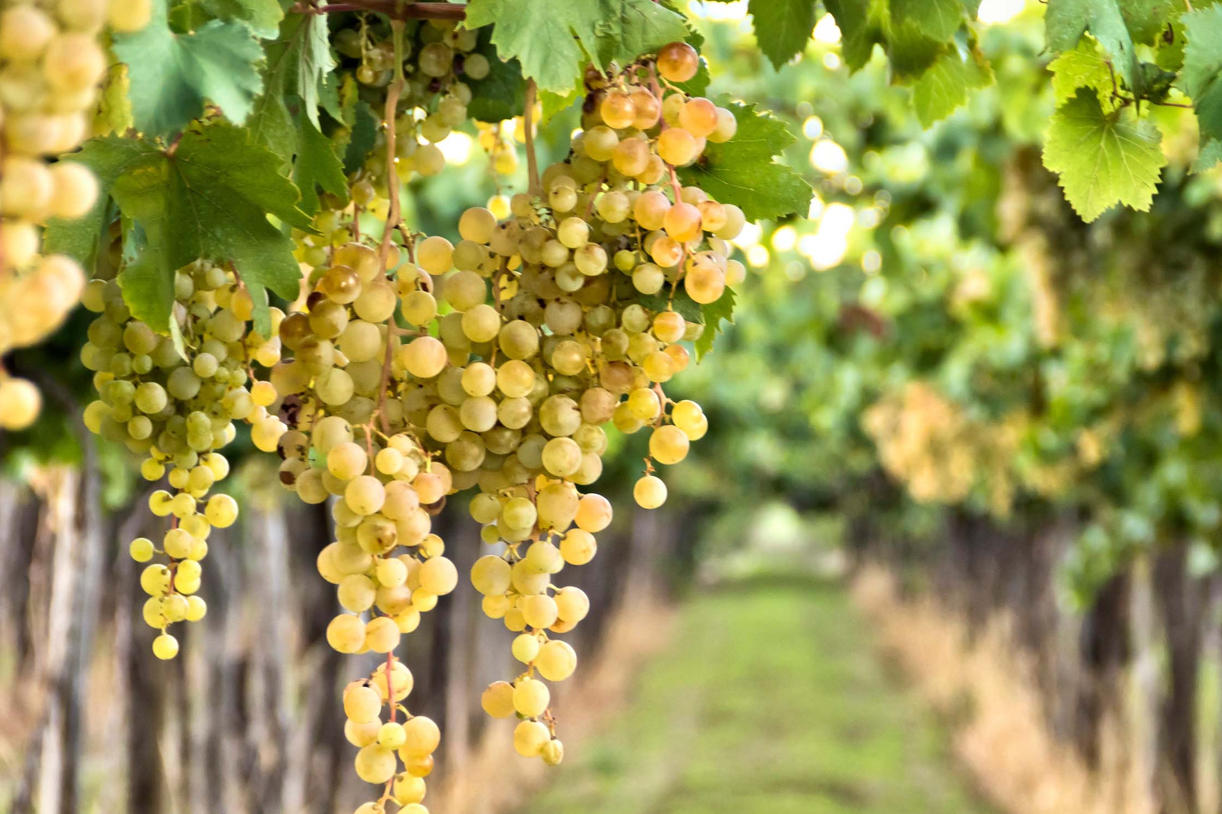 Close-up of green grapes hanging on a vine with blurred background