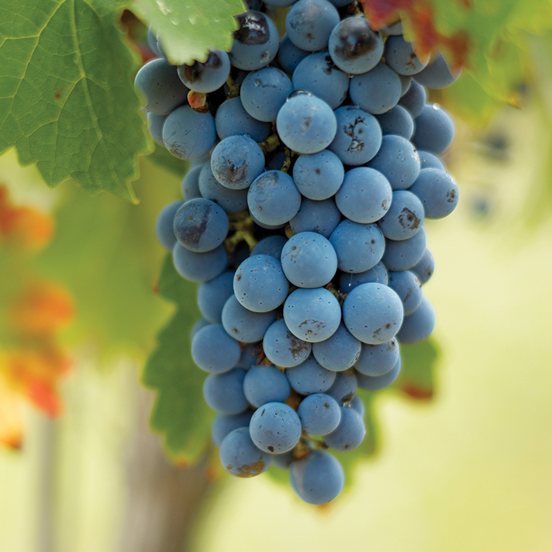 Merlot Wine Collection