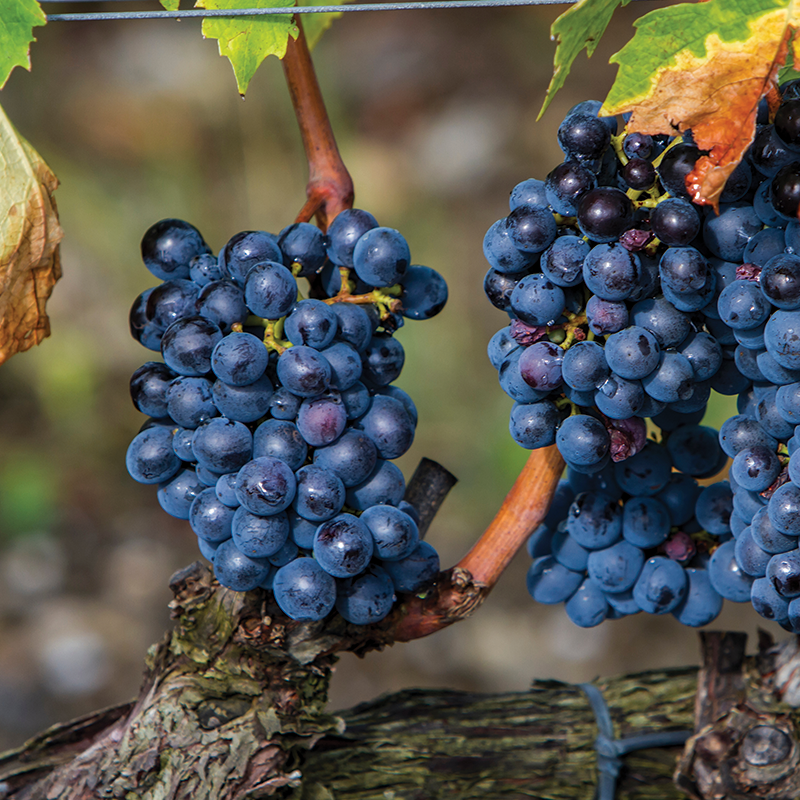 Sangiovese Wine Collection