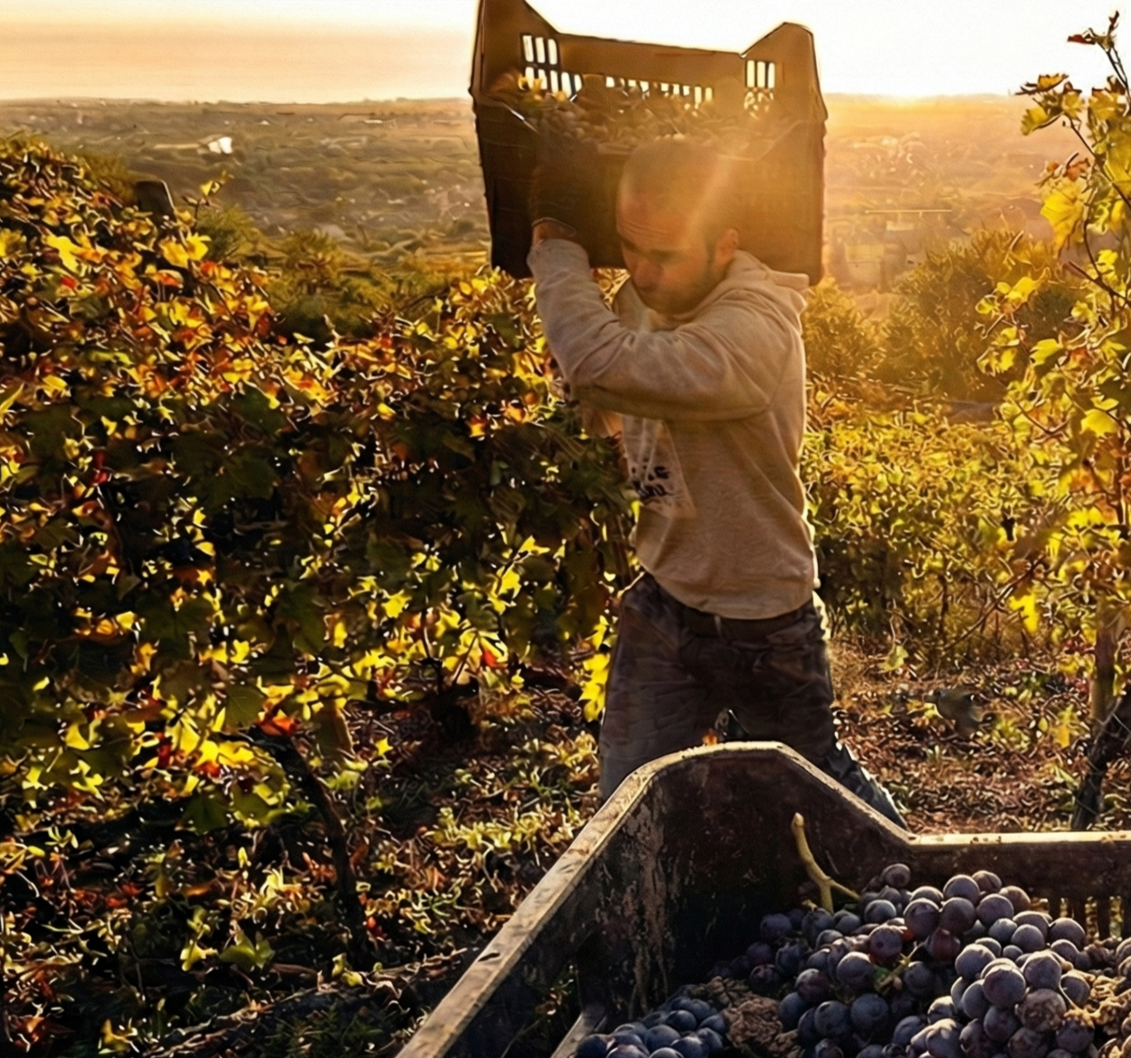 Person harvesting grapes in a vineyard with sunset lighting