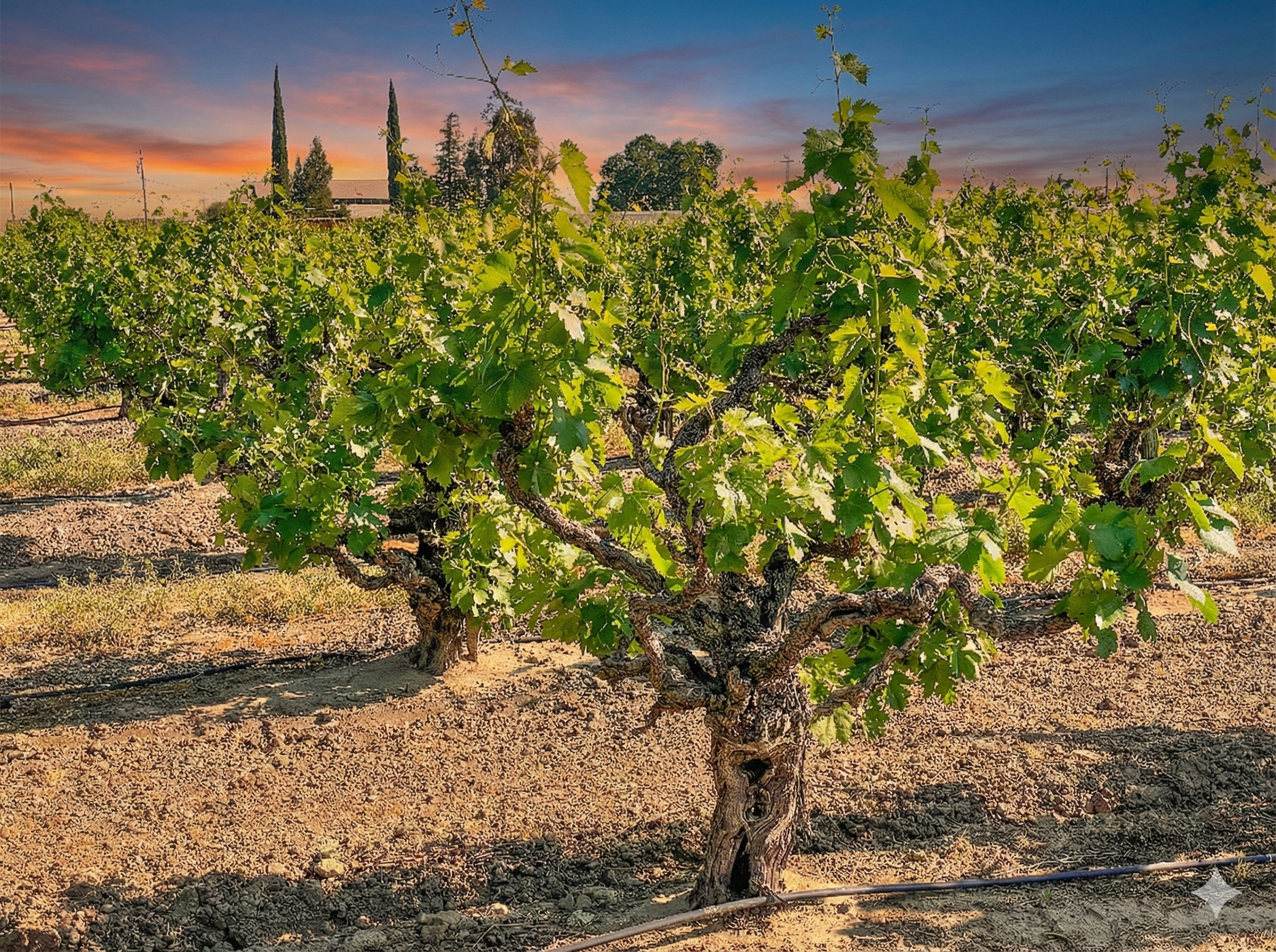 Wine grapevines in a vineyard with a sunset sky