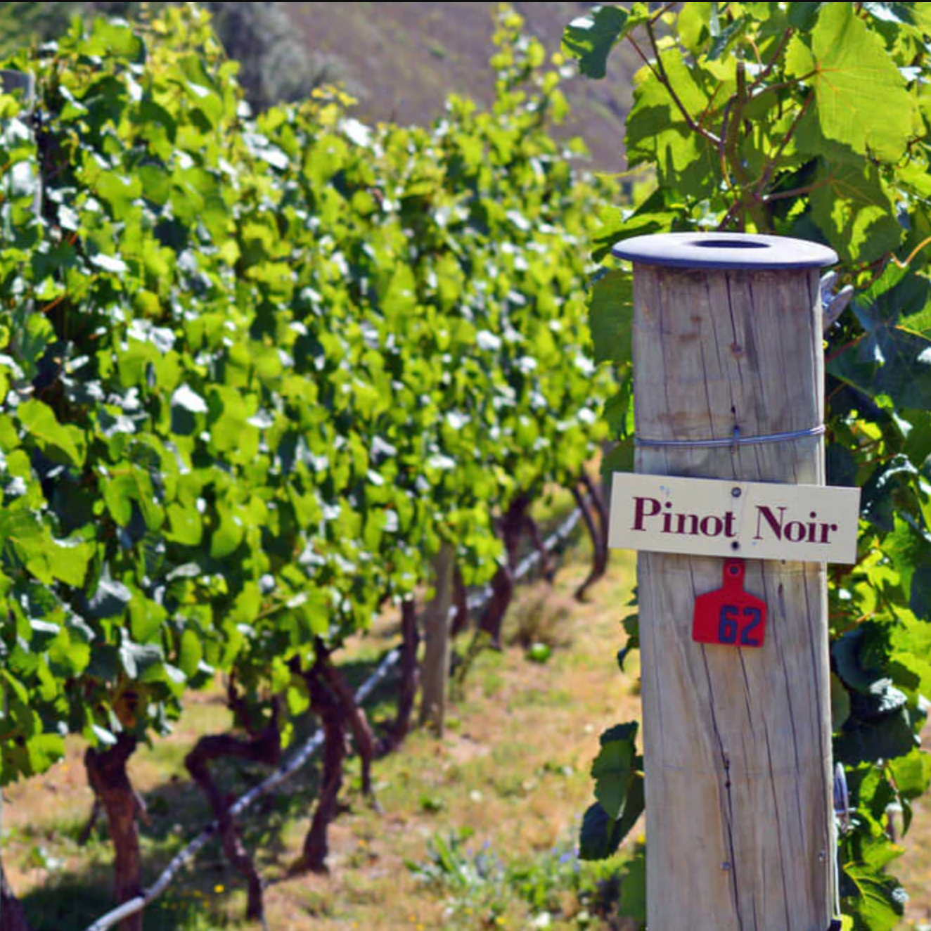 Vineyard with 'Pinot Noir' sign on a wooden post