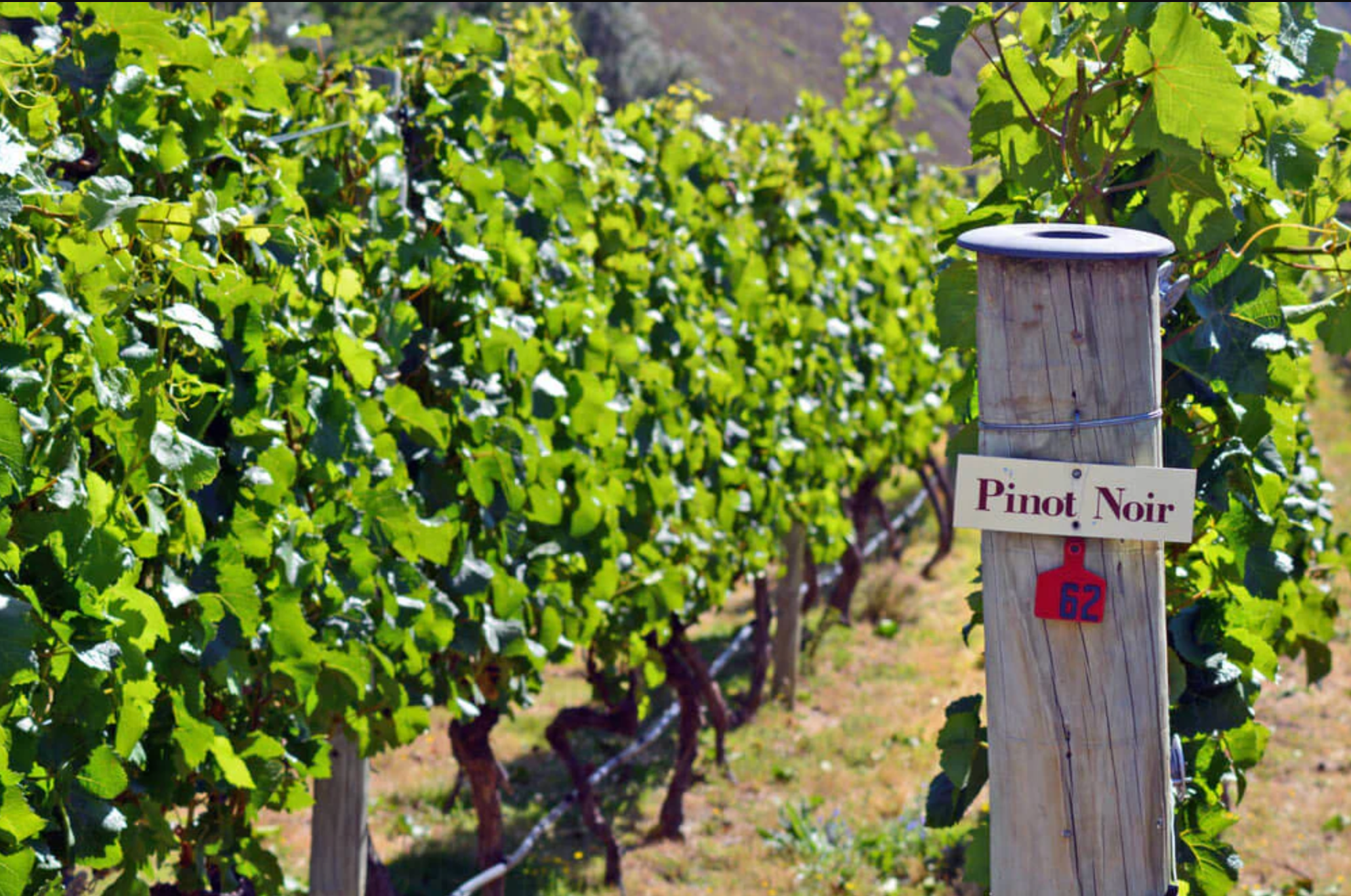 Vineyard with 'Pinot Noir' sign on a wooden post