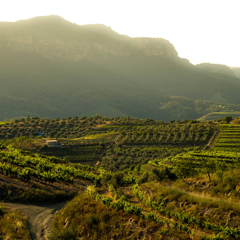 Priorat, Spain Vineyards