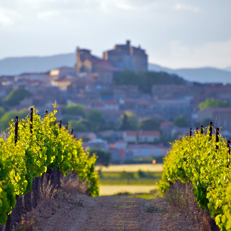 Provence, France Vineyards