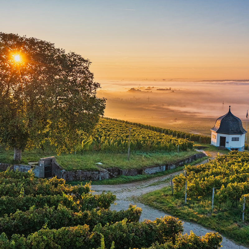 Rheingau Germany Vineyards