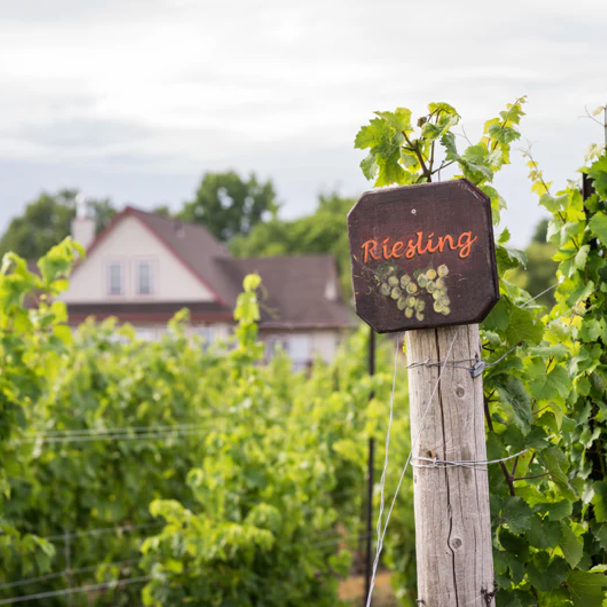 Vineyard with a sign indicating 'Riesling' among green grapevines.