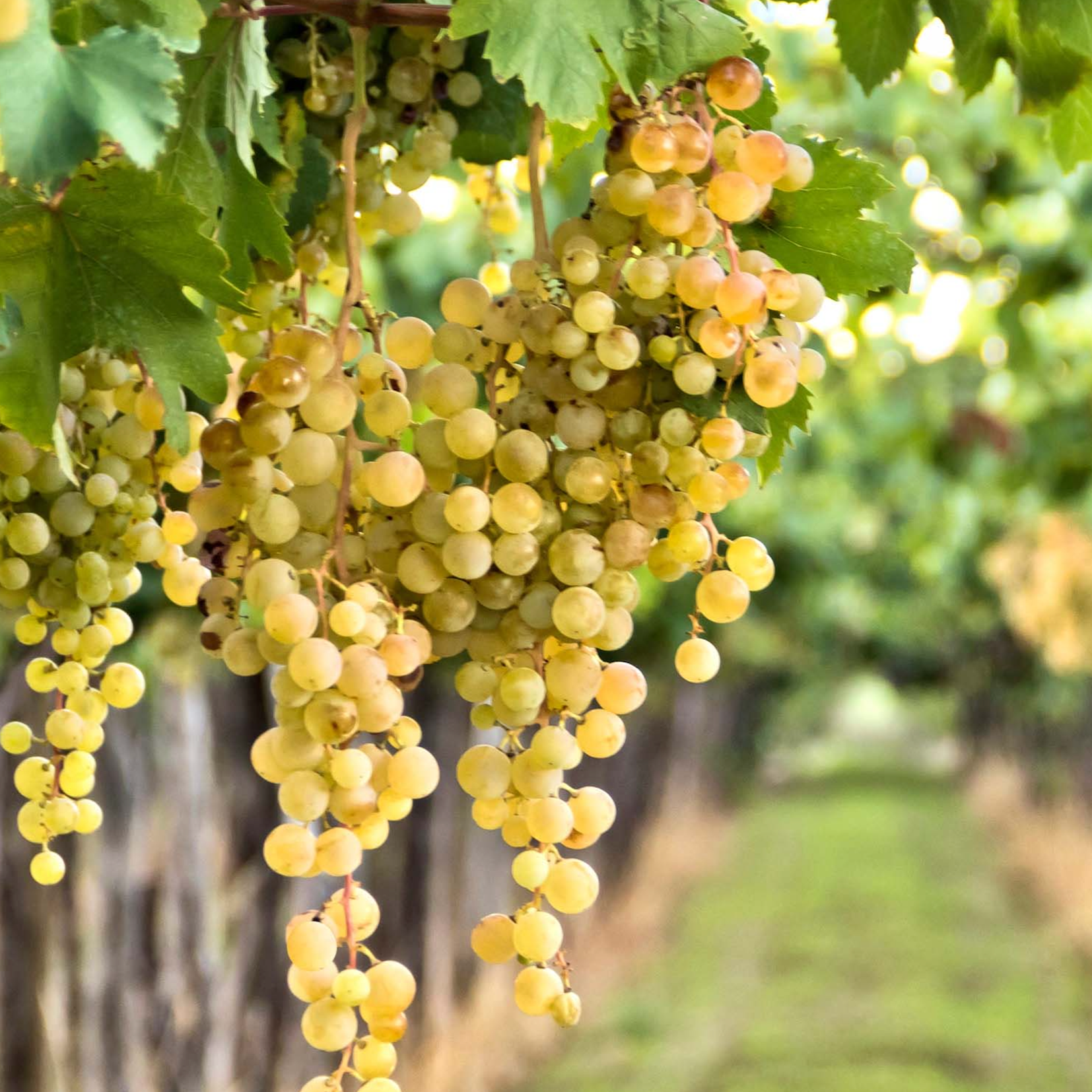 Close-up of green grapes hanging on a vine with blurred background