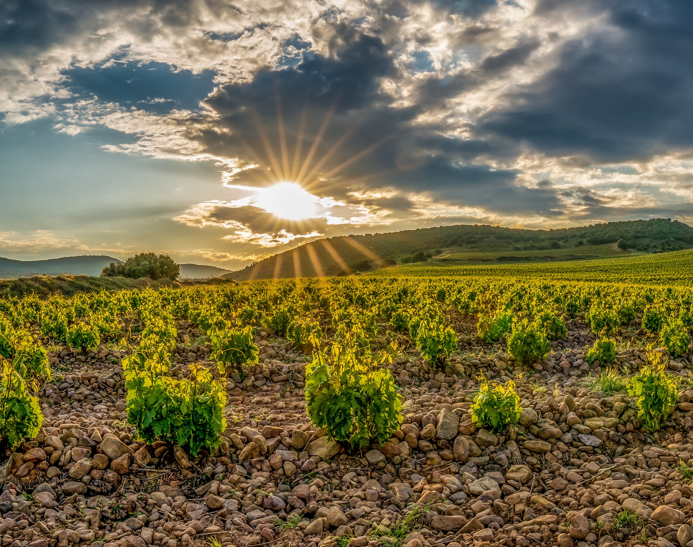 Rioja Spain Vineyards