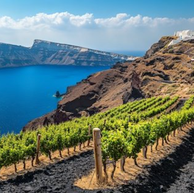 Vineyard with ocean and cliffs in the background