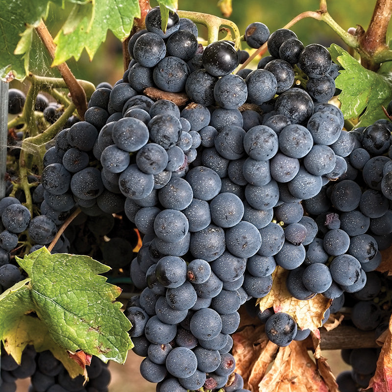 Tempranillo Wine Collection