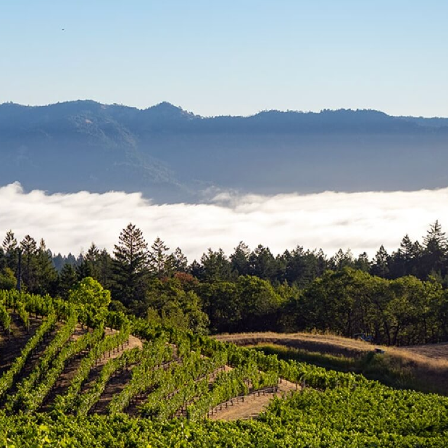 Above The Clouds Wine Collection