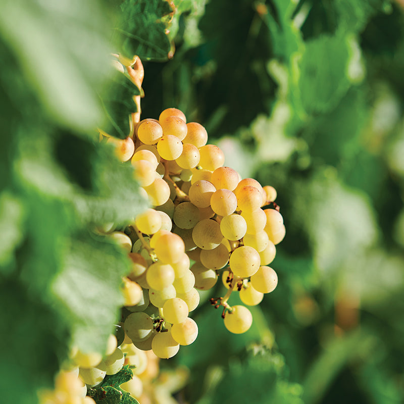 Albariño - White Spanish Grape