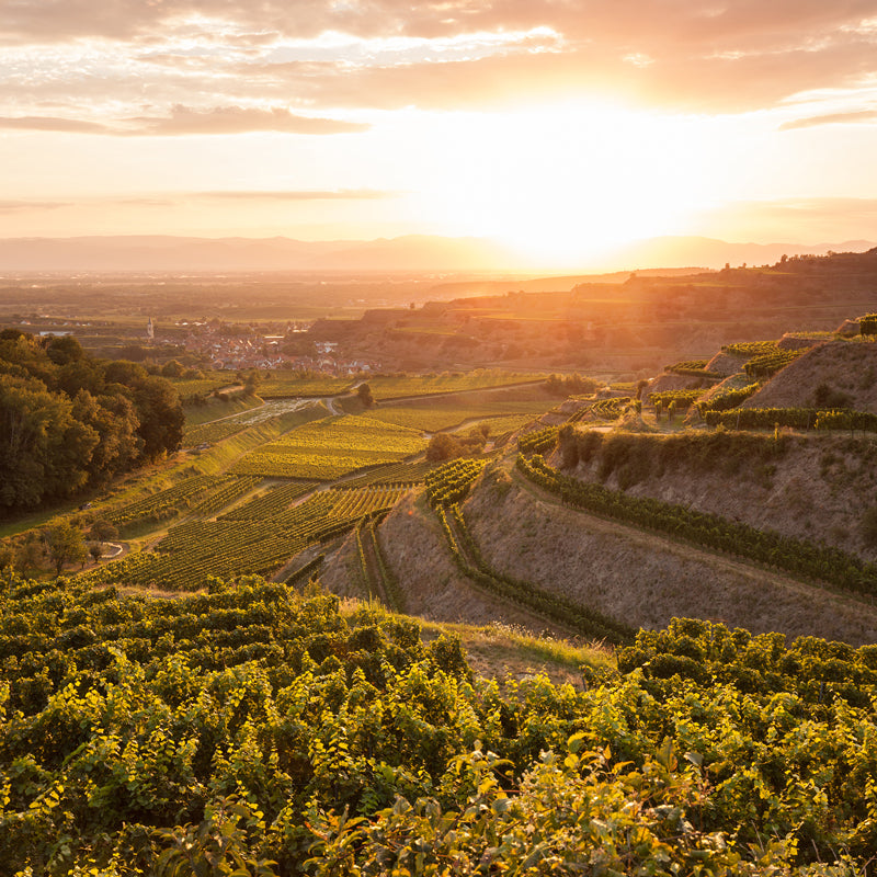 Vineyards in Baden Germany