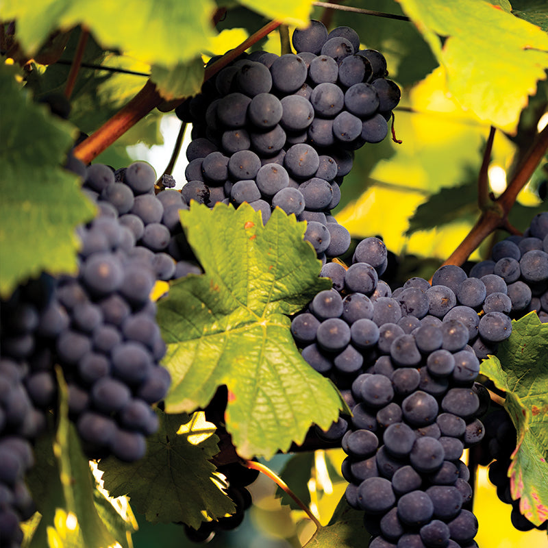 Cabernet Sauvignon Wine Collection