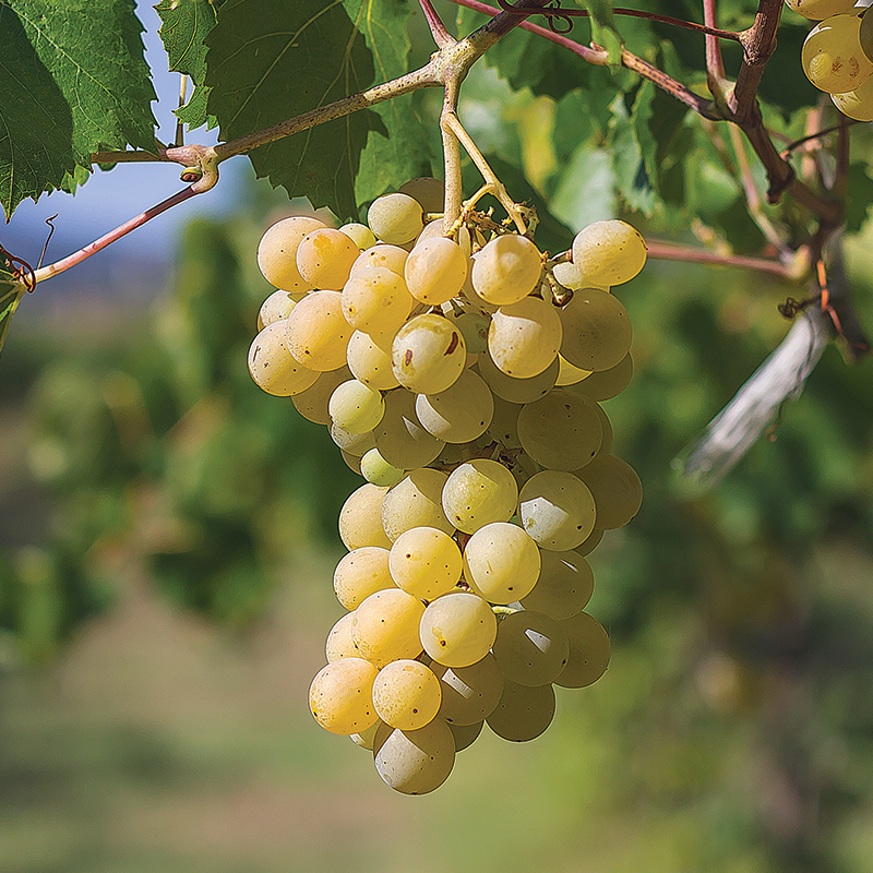 Chardonnay Wine Collection