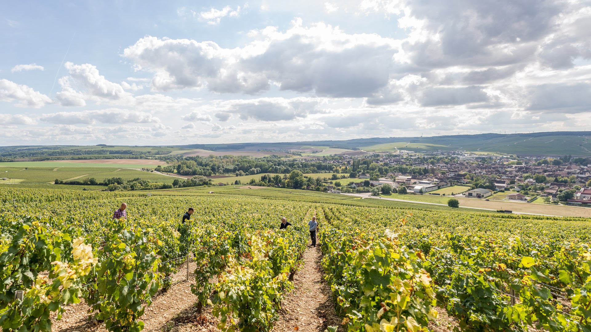 Chablis Vineyard