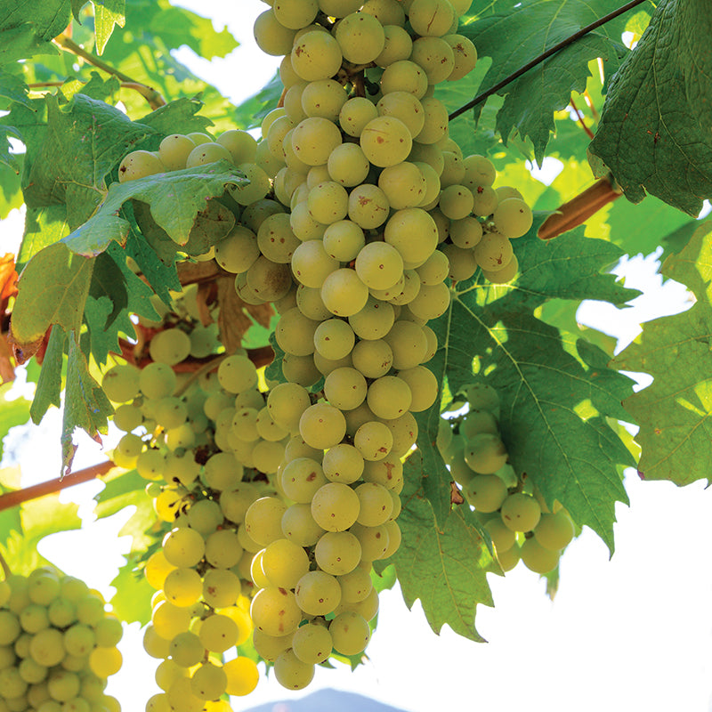 Chenin Blanc Wine Grape