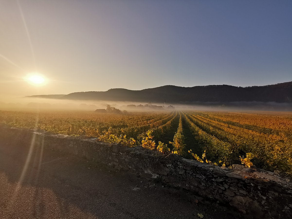 Weingut Emmerich Knoll Austrian 2022 Vintage Collection 