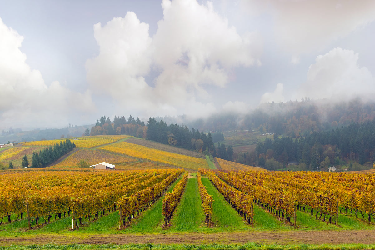 Fall Wine Collection