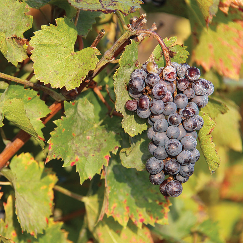 Gamay Wine Collection