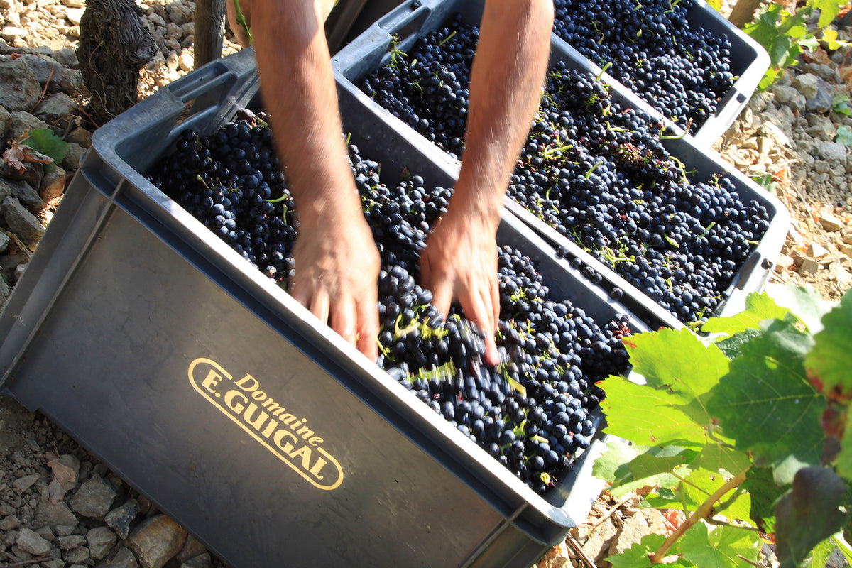 Domaine E. Guigal