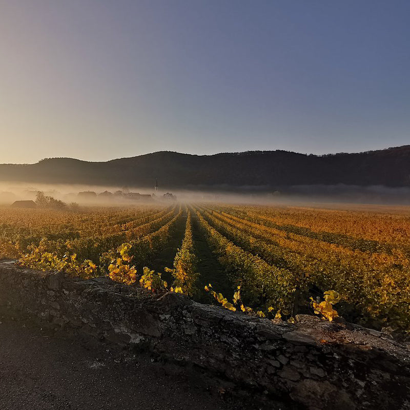 Emmerich Knoll Austrian Wine