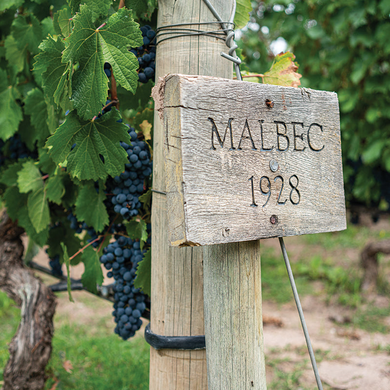 Malbec Wine Collection