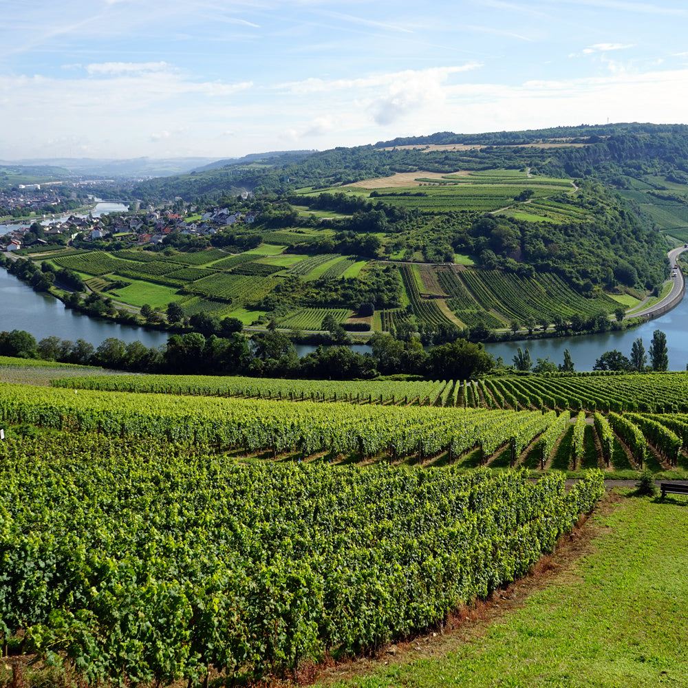Mosel Valley Vineyards in Germany